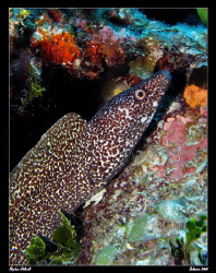 Moray.  Canon G7, Sea and Sea YS27DX by Stephen Holinski 